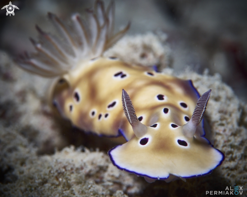 A Hypselodoris tryoni | Nudibranch