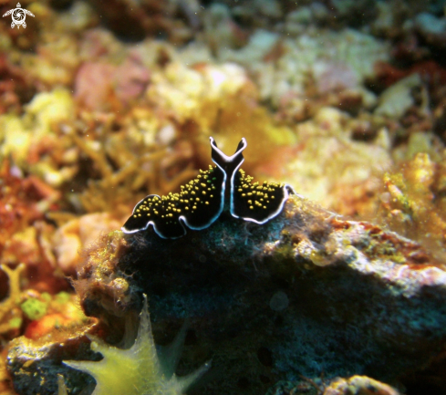 A Flatworm