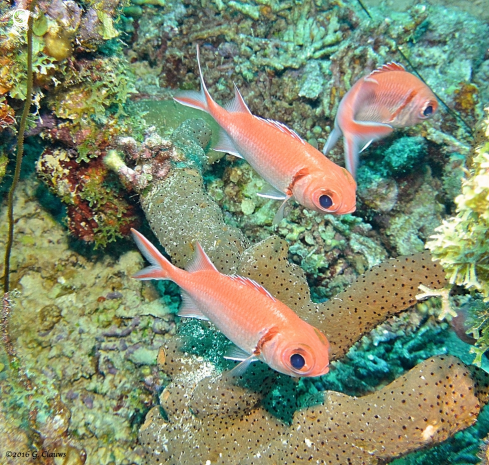 A Myripristis jacobus | Soldier Fish