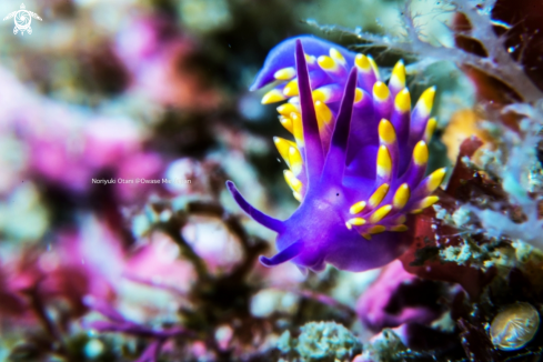 A Cuthona sibogae Bergh, 1905 | Nudibranch