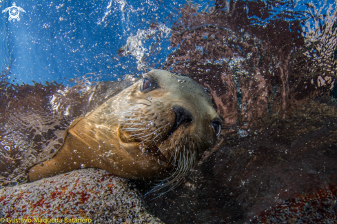 A Sea Lion