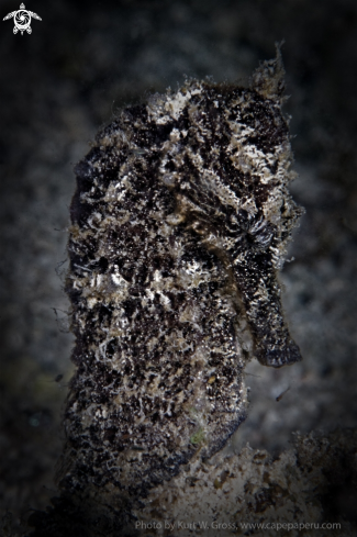 A Molukken Sea Horse