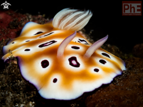 A Nudibranch