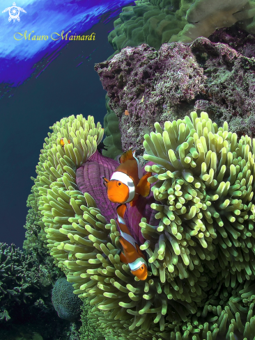 A Clownfish, anemone and company