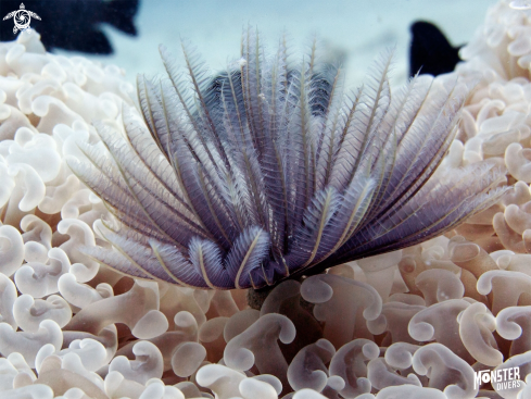 A Sabellastarte spectabilis | Fan worm 