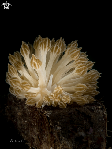 A Phyllodesmium