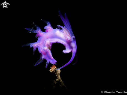 A Flabellina | Flabellina