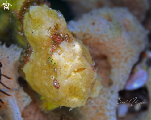 A frogfish