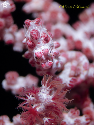 A Pygmy seahorse