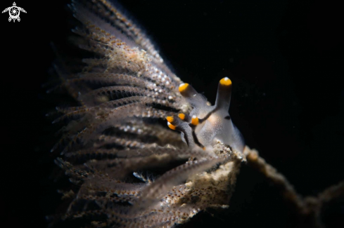 A Nudi