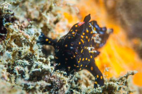 A Frog fish