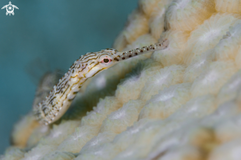 A Network Pipefish