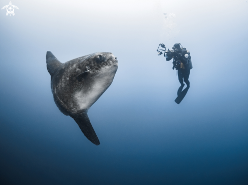 A Mola ramsayi | Southern Ocean Sunfish