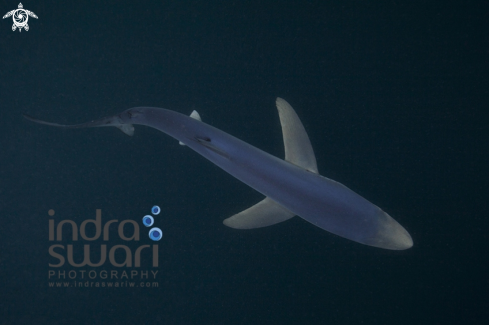 A Prionace glauca | Blue Shark