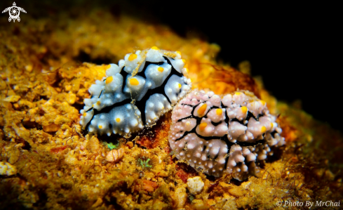 A Phyllidia exquisita | Nudibranch