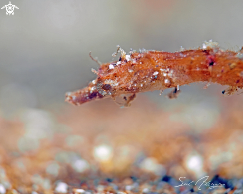 A pygmy pipehorse