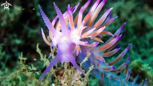 A Flabellina ischitana | FLABELLINE D'ISCHIA