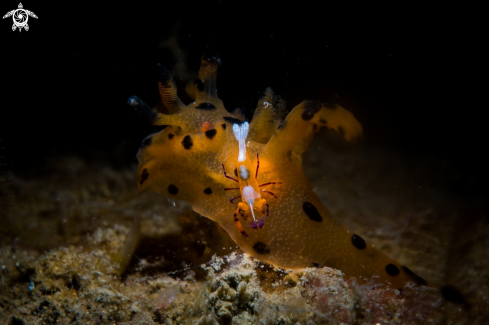 A Nudi and Emperor shrimp