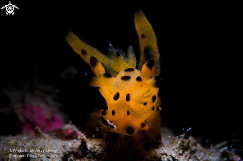 A Nudi