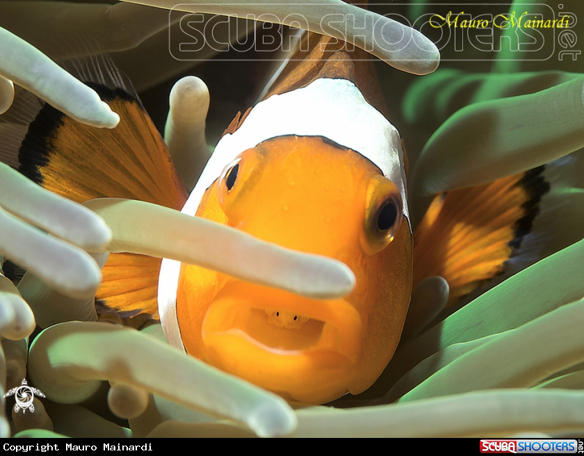A Clownfish and parasite