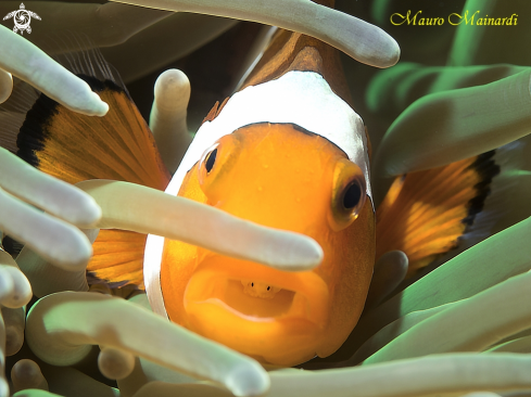 A Clownfish and parasite