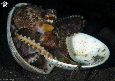 A Coconut octopus