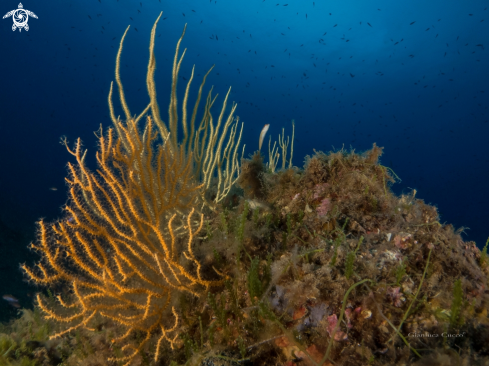 A Yellow gorgonia