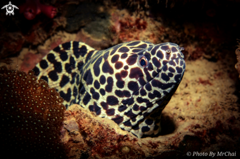 A Gymnothorax favagineus | Honey comb moray