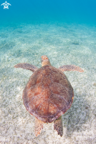 A Green turtle