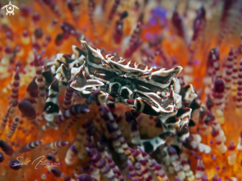 A Zebra Crab