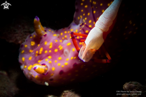 A Nudi and Emperor shrimp