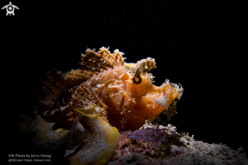 A Scorpionfish