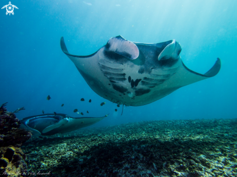 A manta 