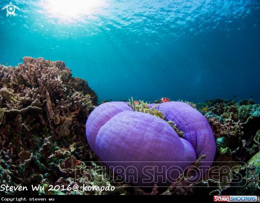 A clown fish and sea anemone