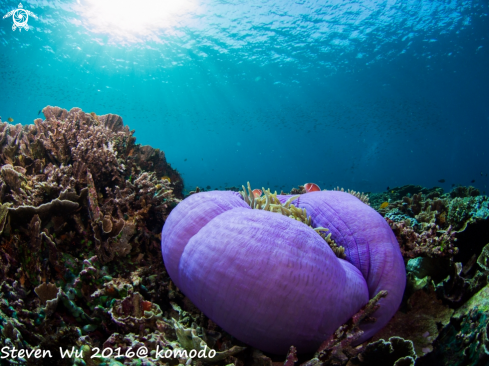 A clown fish and sea anemone