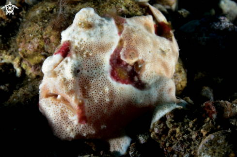 A Antenarius pictus | Painted Frogfish