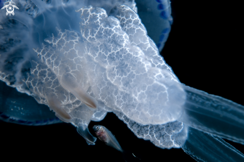 A rhizostoma pulmo with Trachurus | Protezione 