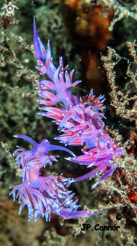 A Flabellina ischitana | FLABELLINE D'ISCHIA