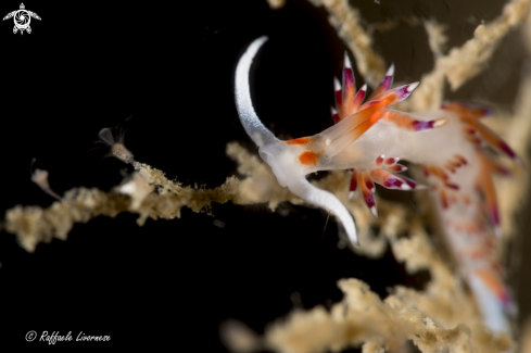 A Cratena peregrina