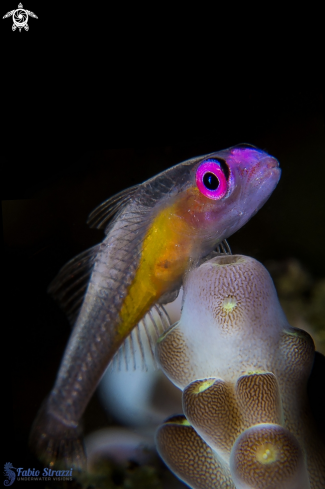 A Pink eye goby