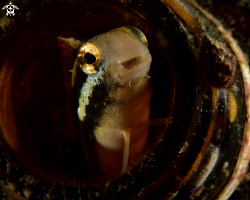 A Blenny | Blenny