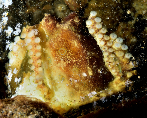 A Hapalochlaena fasciata | Blue-ringed octopus