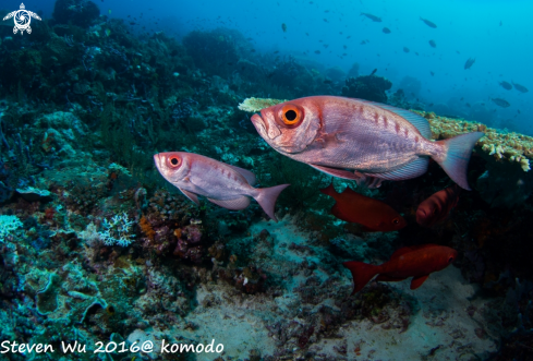 A Red bigeye fish