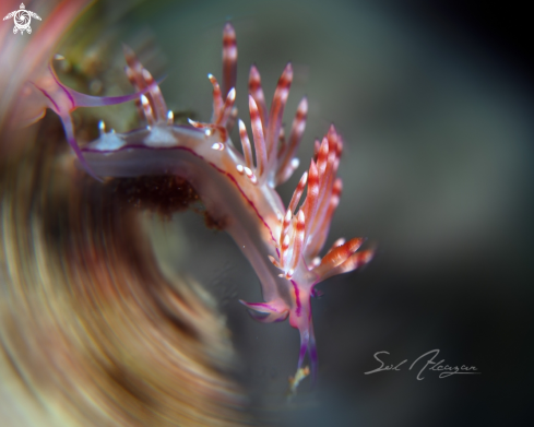 A  Flabellina rubrolineata. | Flabellina