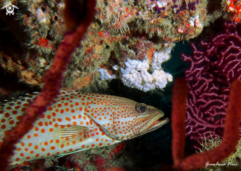 A Anyperodon leucogrammicus | Slender grouper