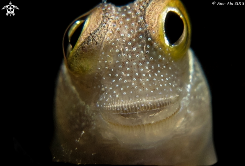 A blenny