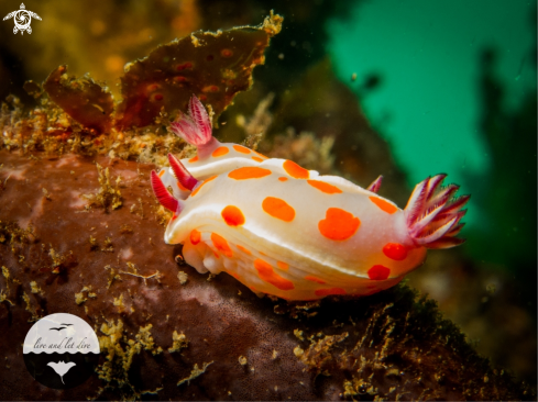 A Leatherjacket, Clown Nudibranch, Lion's Mane