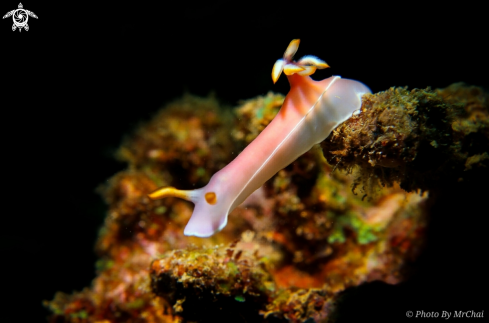 A Hypselodoris bullocki | Nudibranch