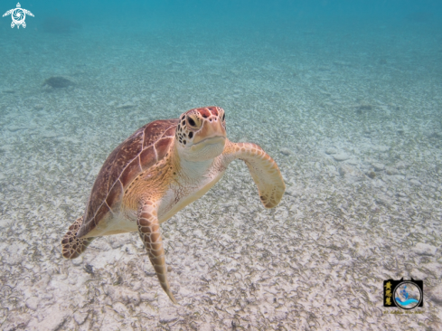 A Chelonia mydas | Green sea turtle