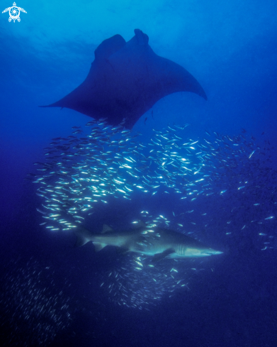 A Manta Ray and Sand Tiger Shark